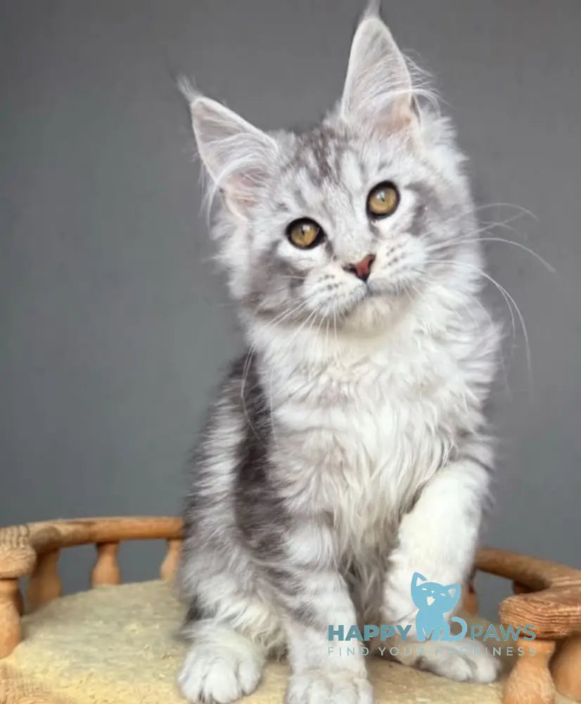 Sandra Maine Coon female black silver tabby live animals