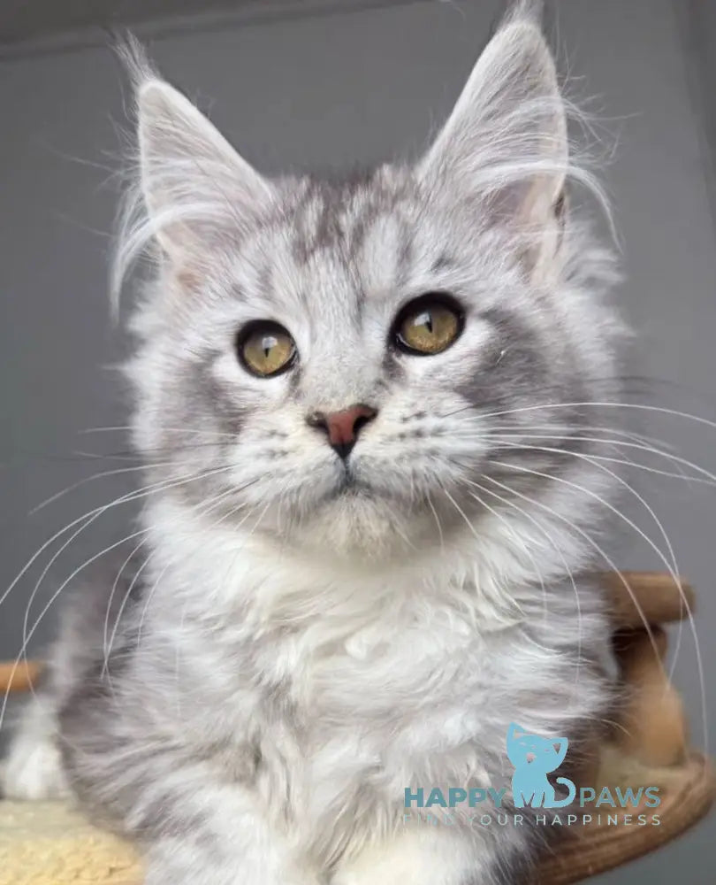 Sandra Maine Coon female black silver tabby live animals