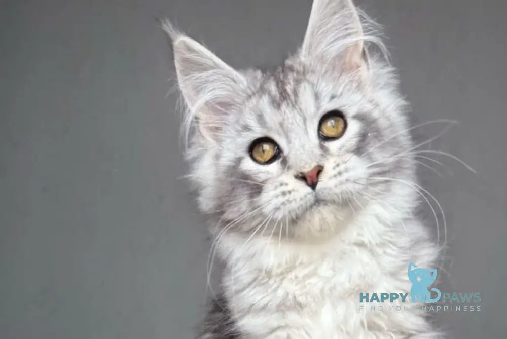 Sandra Maine Coon female black silver tabby live animals