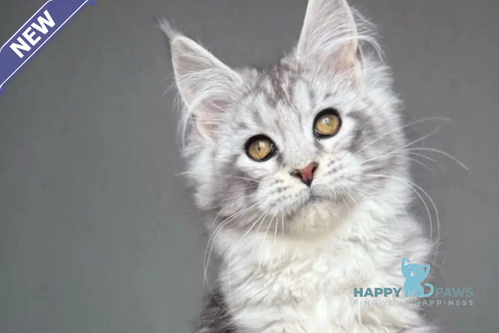 Sandra Maine Coon female black silver tabby live animals