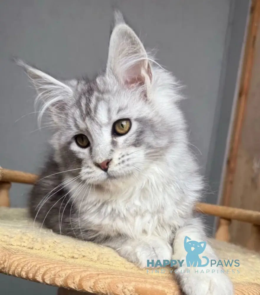 Sandra Maine Coon female black silver tabby live animals