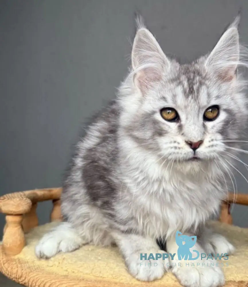 Sandra Maine Coon female black silver tabby live animals