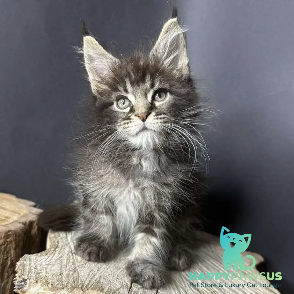 Sandra Maine Coon female black silver ticked tabby - live animals