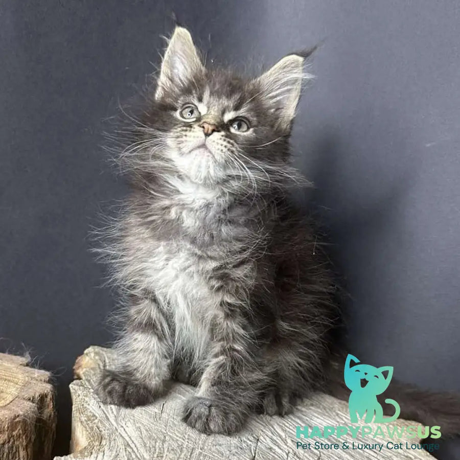 Sandra Maine Coon female black silver ticked tabby - live animals