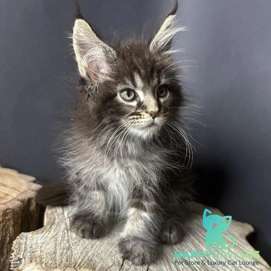 Sandra Maine Coon female black silver ticked tabby - live animals