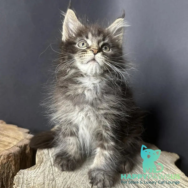 Sandra Maine Coon female black silver ticked tabby - live animals