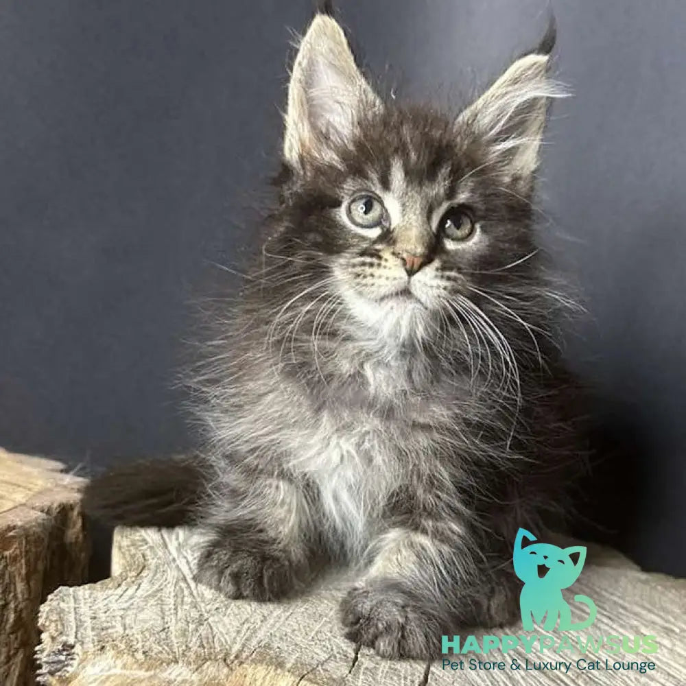 Sandra Maine Coon female black silver ticked tabby - live animals