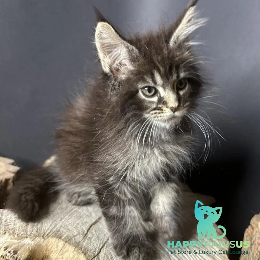 Sandra Maine Coon female black silver ticked tabby - live animals