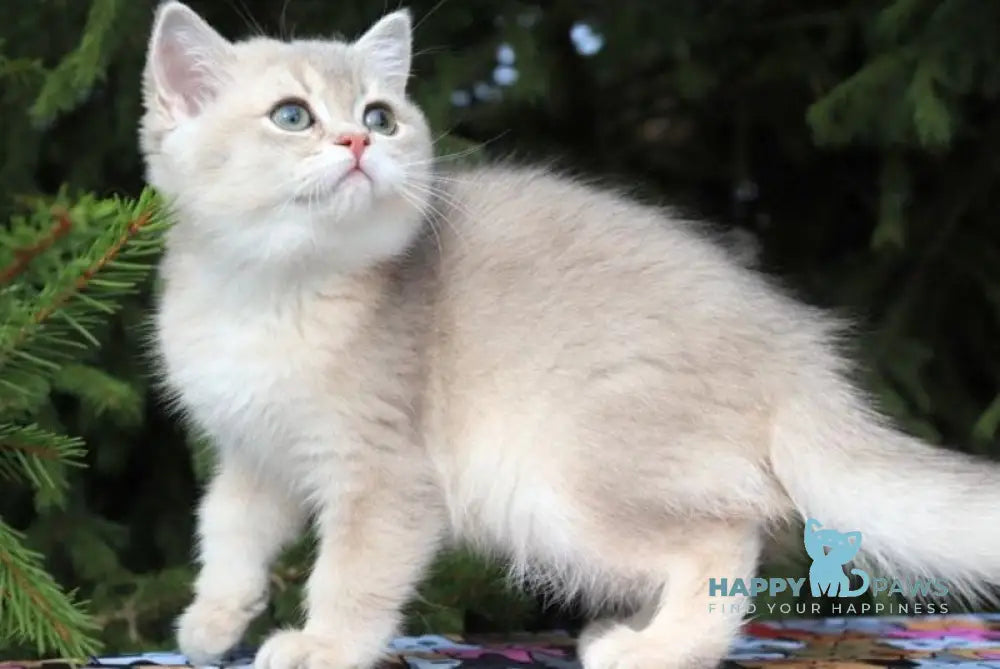 Sanni Scottish Straight female blue golden shaded live animals
