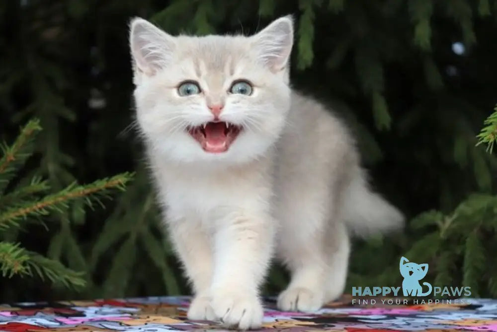 Sanni Scottish Straight female blue golden shaded live animals