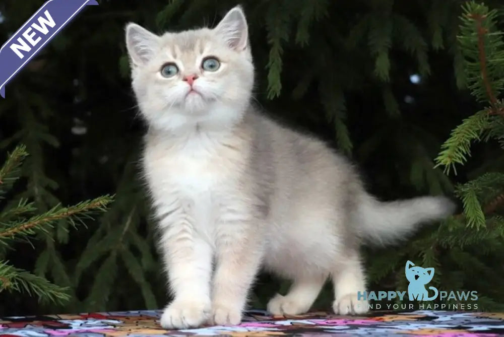 Sanni Scottish Straight female blue golden shaded live animals