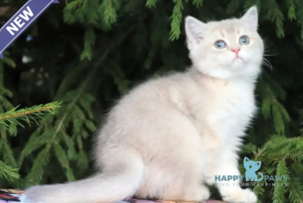 Sanni Scottish Straight female blue golden shaded live animals