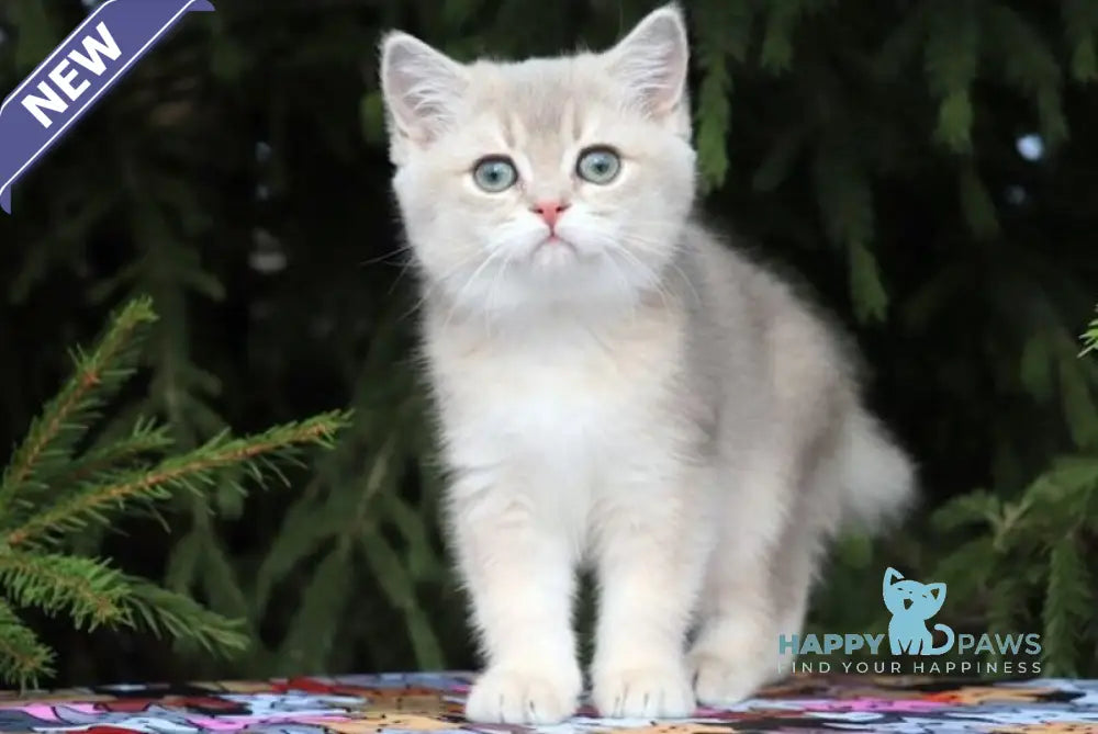 Sanni Scottish Straight female blue golden shaded live animals