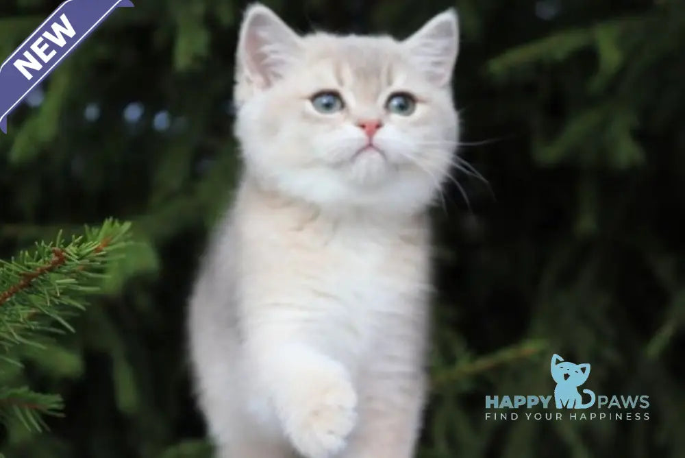 Sanni Scottish Straight female blue golden shaded live animals