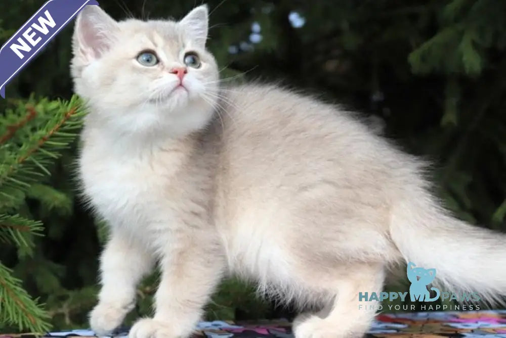 Sanni Scottish Straight female blue golden shaded live animals