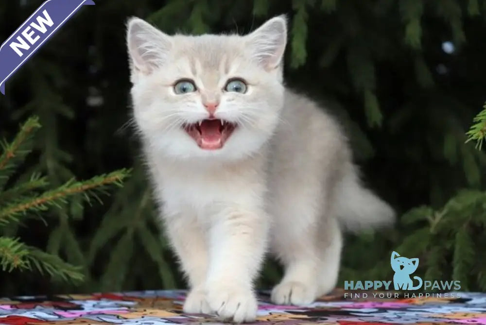 Sanni Scottish Straight female blue golden shaded live animals