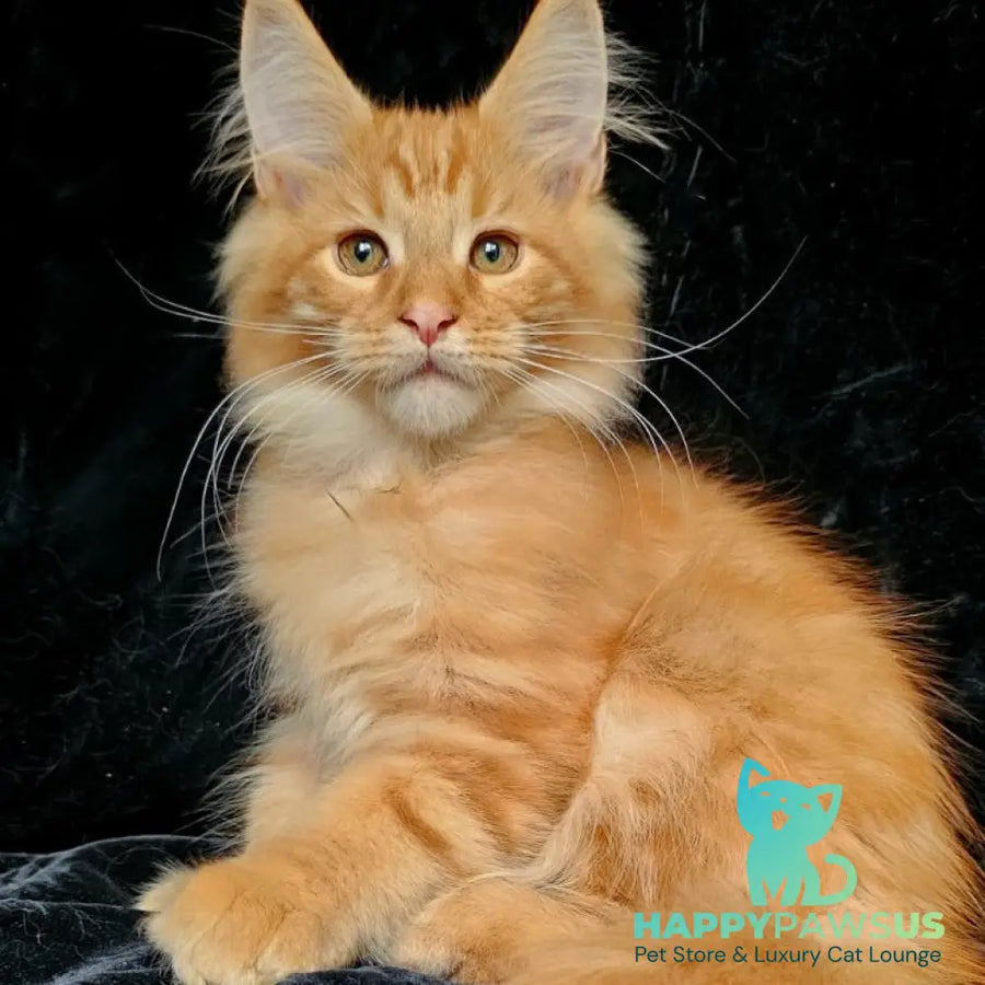 Sanny Maine Coon male red tabby - live animals