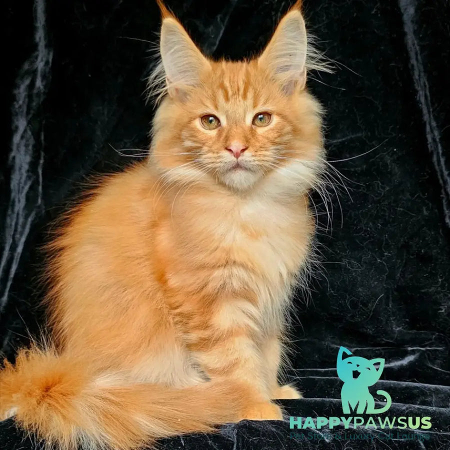 Sanny Maine Coon male red tabby - live animals