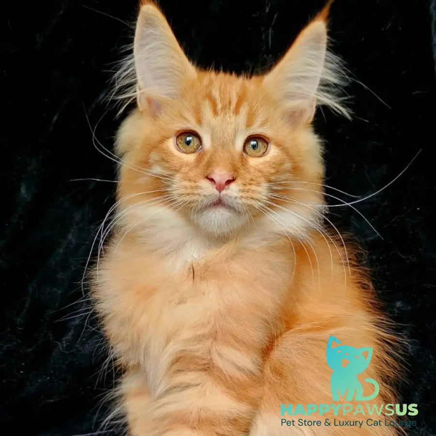 Sanny Maine Coon male red tabby - live animals