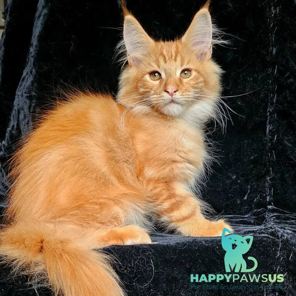 Sanny Maine Coon male red tabby - live animals