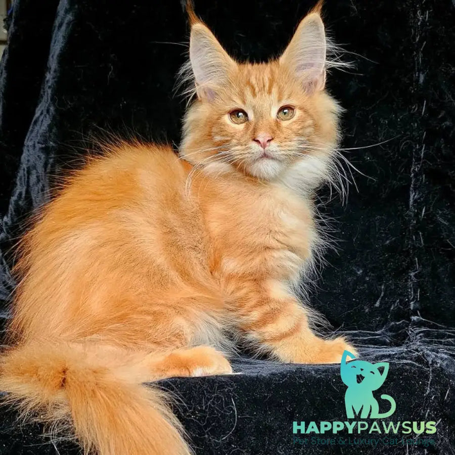Sanny Maine Coon male red tabby - live animals