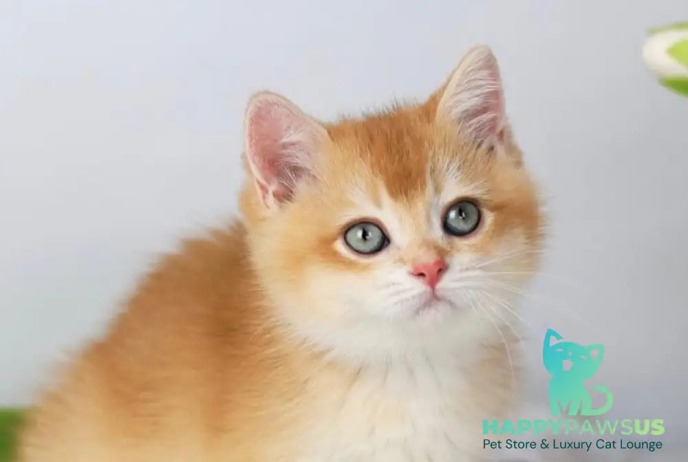 Sansara British Shorthair female black golden chinchilla live animals