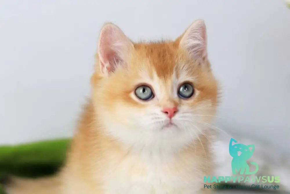 Sansara British Shorthair female black golden chinchilla live animals