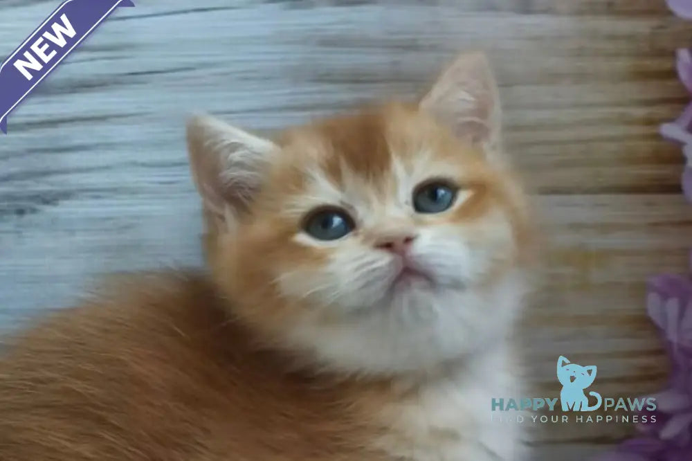 Sansara British Shorthair female black golden chinchilla live animals