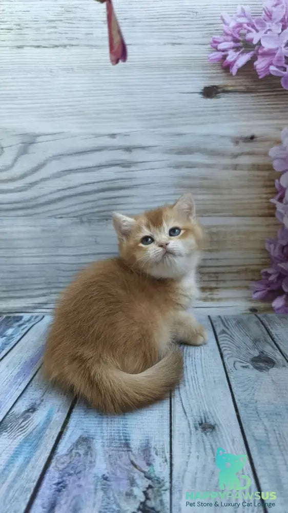 Sansara British Shorthair female black golden chinchilla live animals