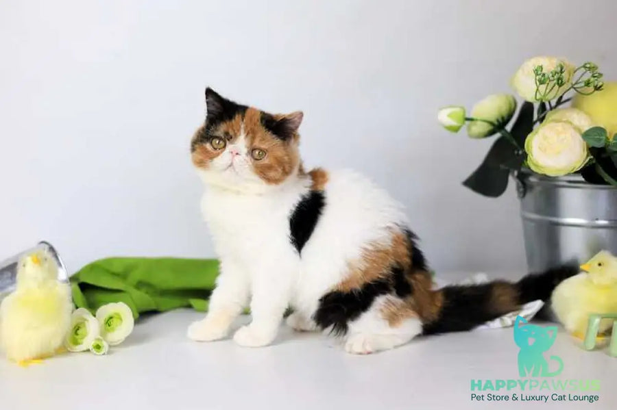 Sansara Exotic female black tortie bicolour tabby live animals