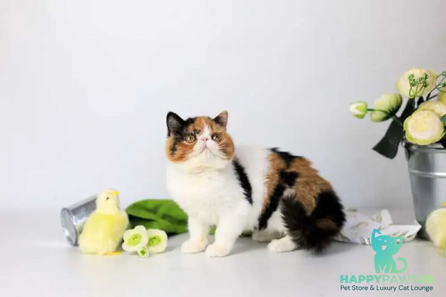 Sansara Exotic female black tortie bicolour tabby live animals