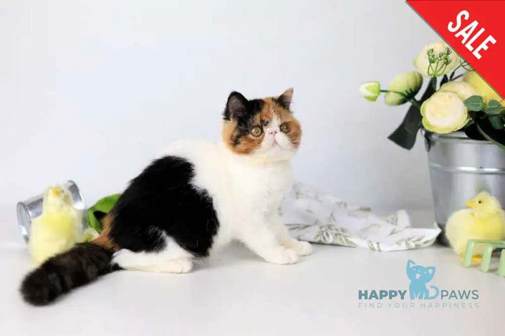 Sansara Exotic female black tortie bicolour tabby live animals