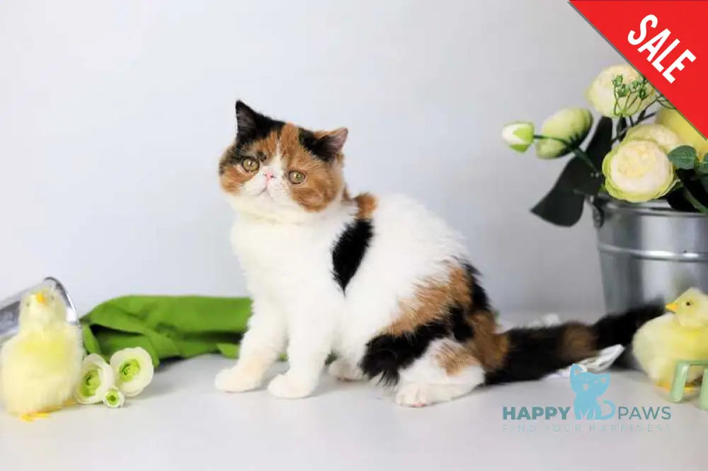 Sansara Exotic female black tortie bicolour tabby live animals