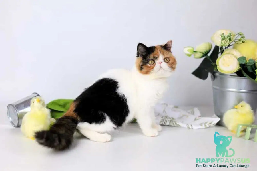 Sansara Exotic female black tortie bicolour tabby live animals
