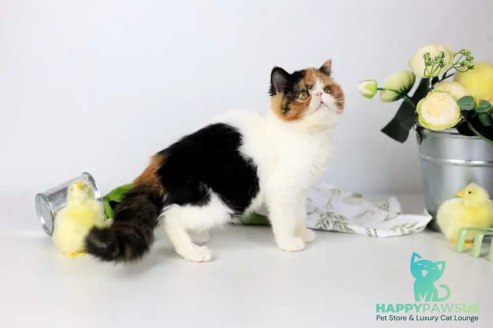 Sansara Exotic female black tortie bicolour tabby live animals