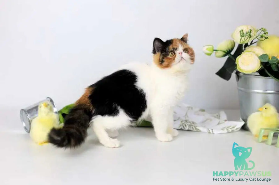 Sansara Exotic female black tortie bicolour tabby live animals
