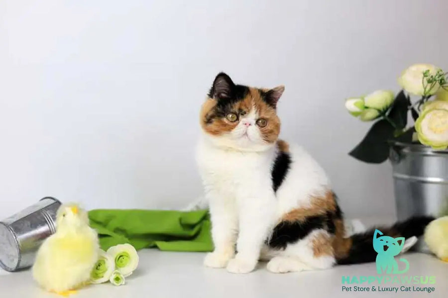 Sansara Exotic female black tortie bicolour tabby live animals