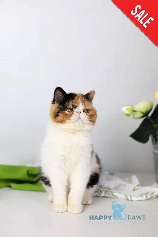 Sansara Exotic female black tortie bicolour tabby live animals