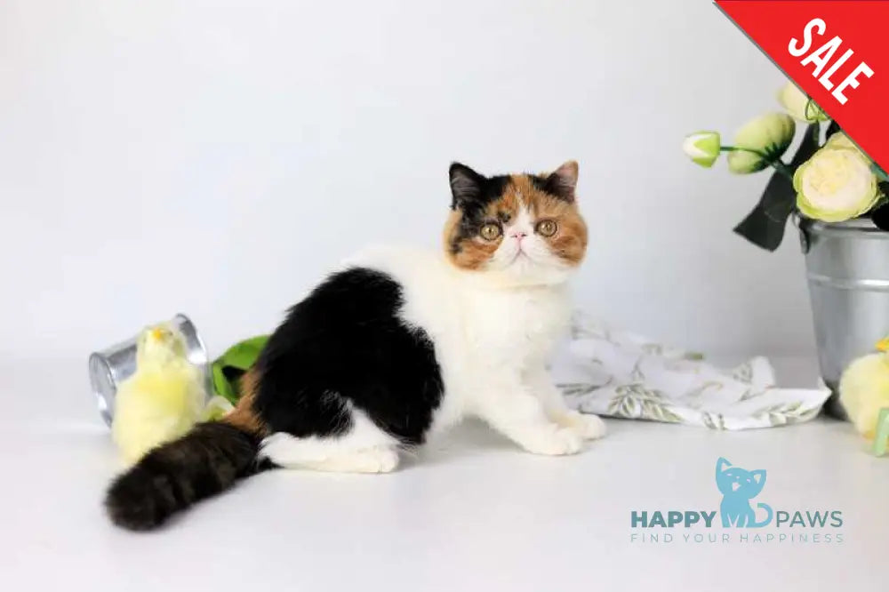 Sansara Exotic female black tortie bicolour tabby live animals
