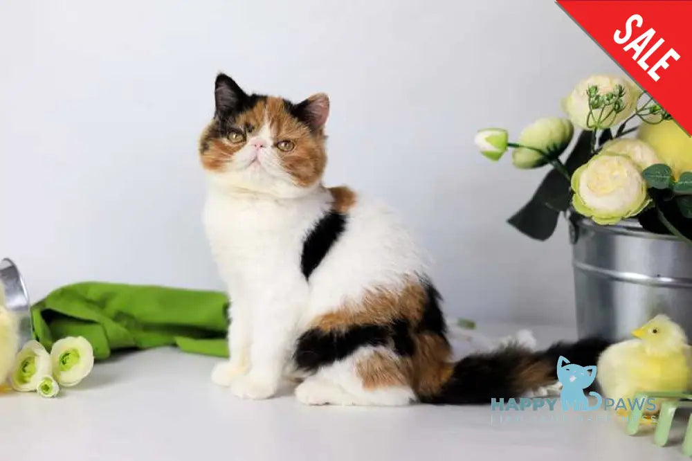Sansara Exotic female black tortie bicolour tabby live animals