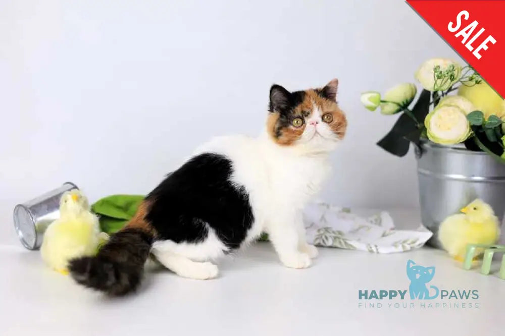 Sansara Exotic female black tortie bicolour tabby live animals