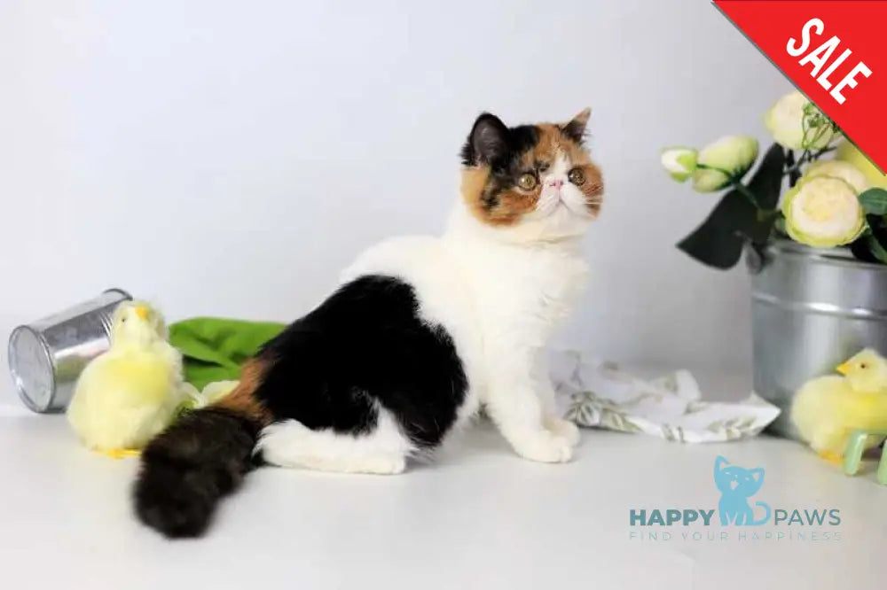Sansara Exotic female black tortie bicolour tabby live animals