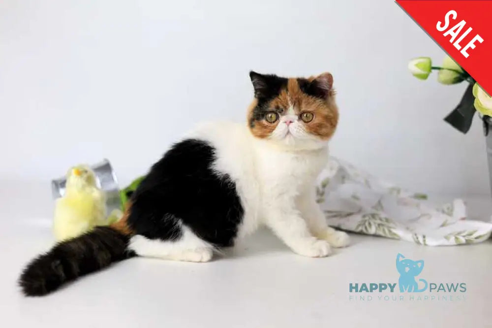 Sansara Exotic female black tortie bicolour tabby live animals