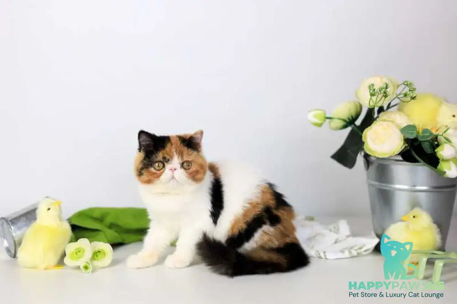 Sansara Exotic female black tortie bicolour tabby live animals