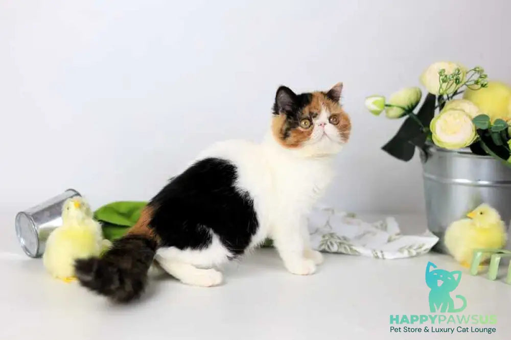 Sansara Exotic female black tortie bicolour tabby live animals
