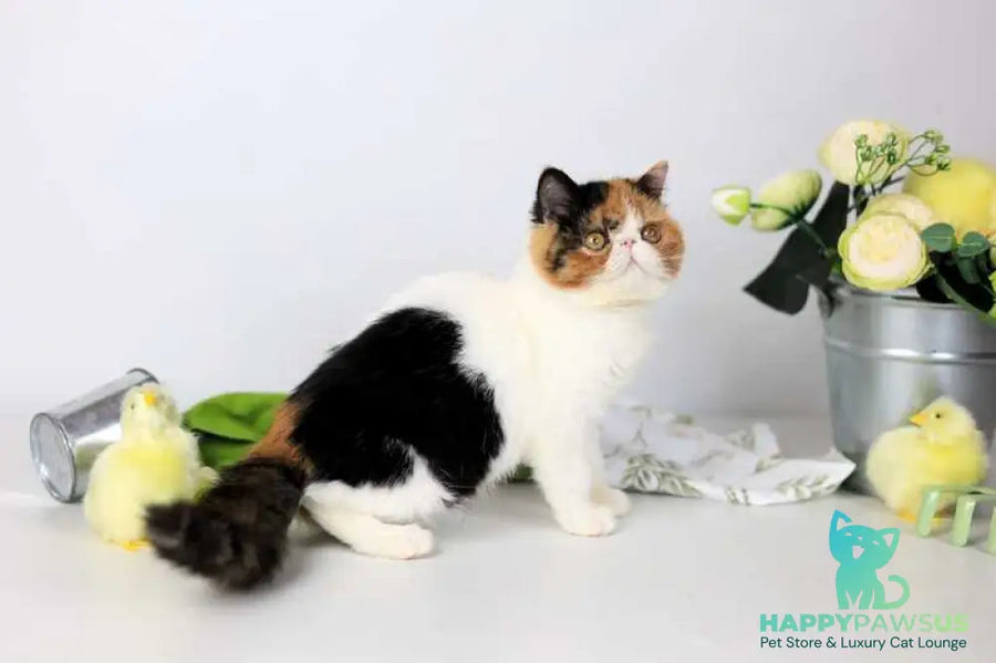 Sansara Exotic female black tortie bicolour tabby live animals