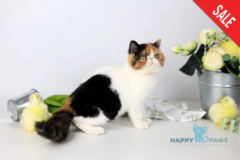 Sansara Exotic female black tortie bicolour tabby live animals