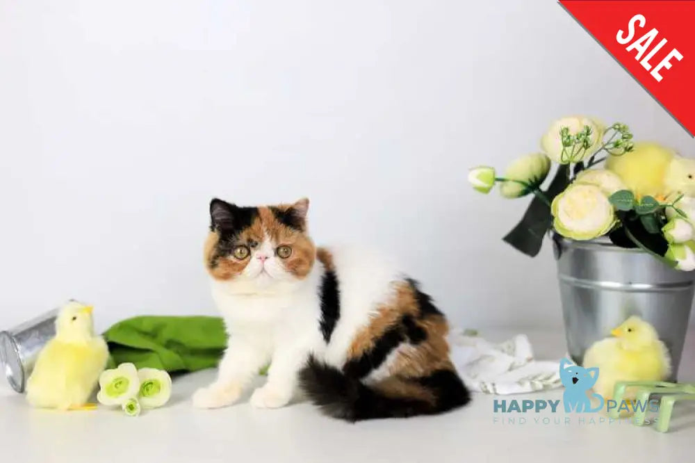 Sansara Exotic female black tortie bicolour tabby live animals
