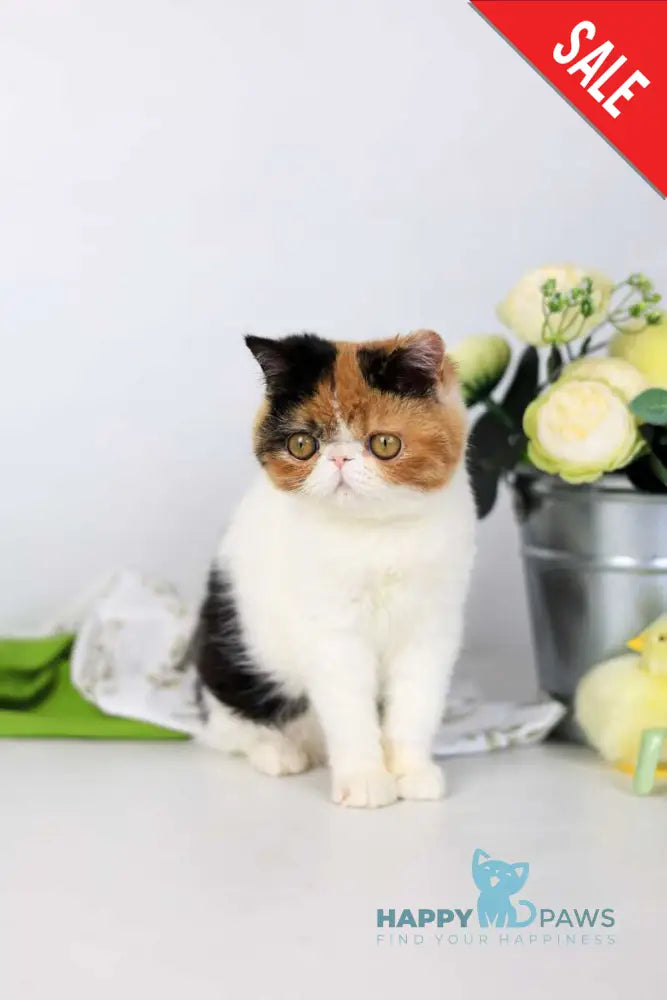 Sansara Exotic female black tortie bicolour tabby live animals