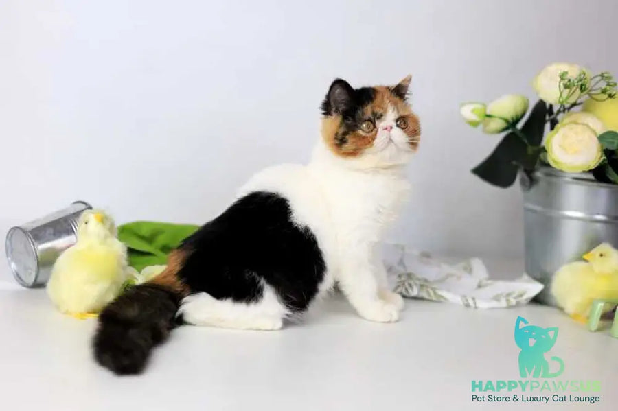 Sansara Exotic female black tortie bicolour tabby live animals